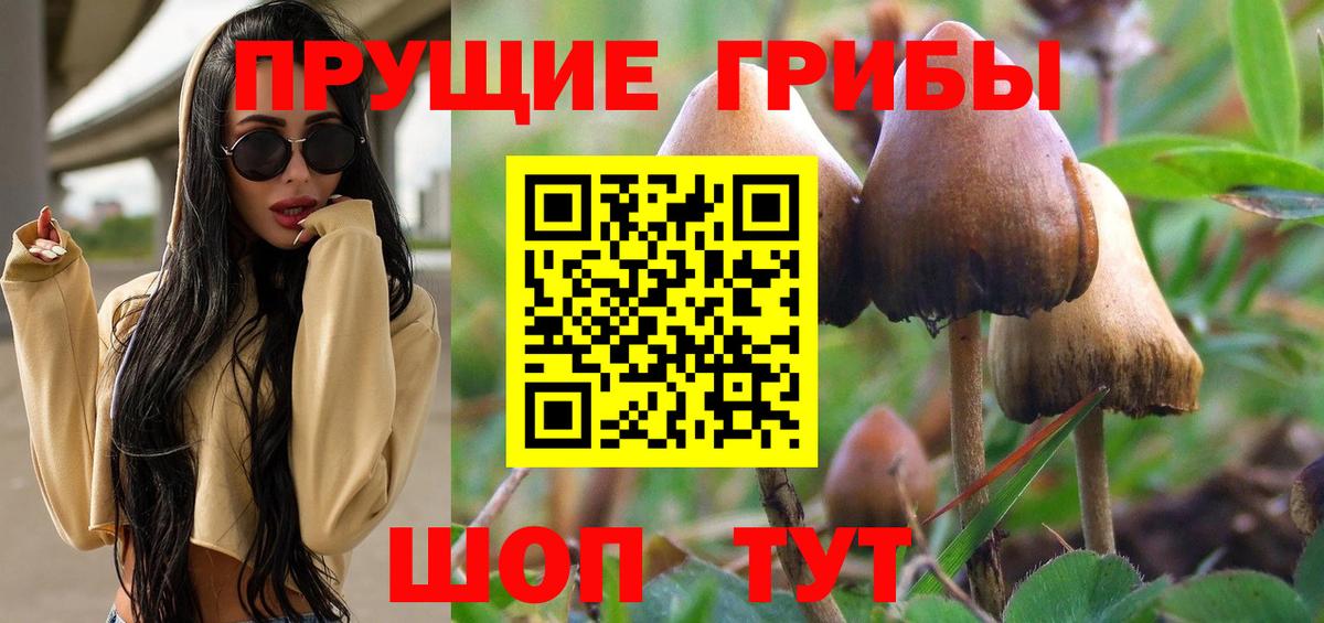 Галлюциногенные грибы Psilocybe Апрелевка